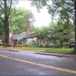 Tree falls on home in Plaza Midwood
