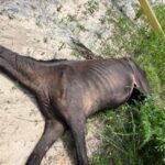 2 charged in connection with dead, malnourished horse dumped in Chesterfield County