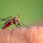 West Nile virus detected in Mecklenburg County mosquitoes