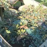 Storm damages cars, tents, downed trees at Wild Goose Festival in Iredell County